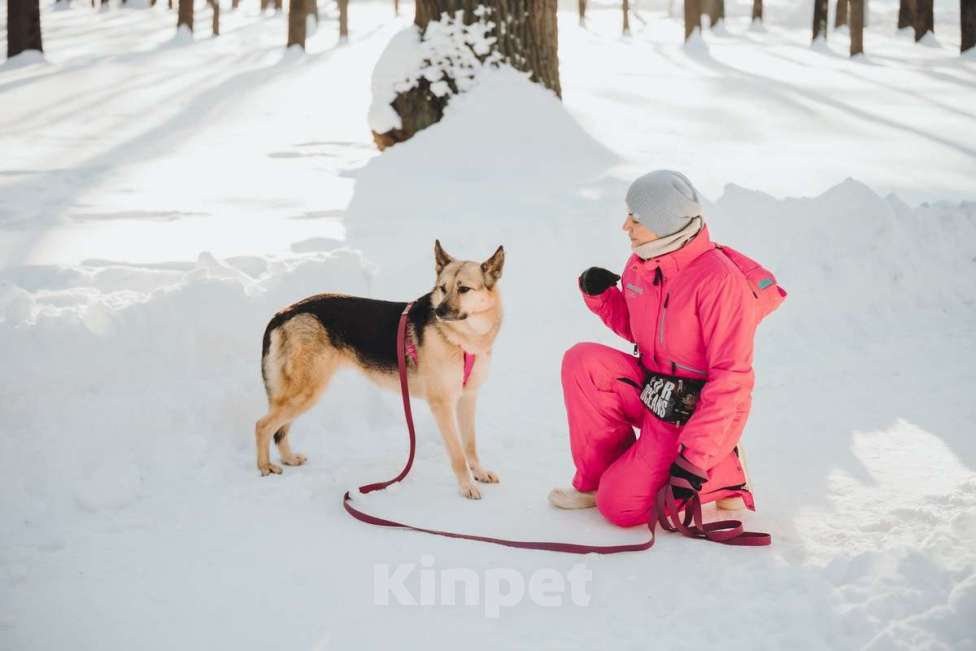 Собаки в Москве: Пеппи ищет дом. И ждёт его всей душой. Девочка, Бесплатно - фото 6