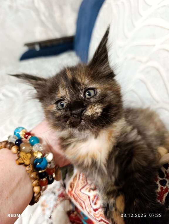 Кошки в Воронеже: Уникальная девочка, котенок Мейн кун Девочка, 30 000 руб. - фото 3