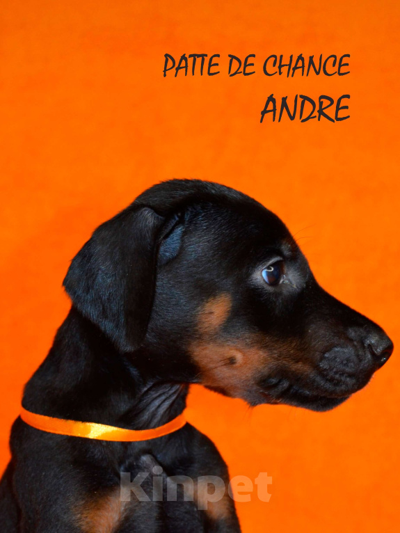 Собаки в Санкт-Петербурге: Щенок добермана Андрэ Мальчик, 110 000 руб. - фото 2