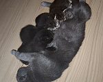 Кошки в Нижнем Тагиле: 🐱 Котята от Британской кошки 🐱 Мальчик, Бесплатно - фото 10