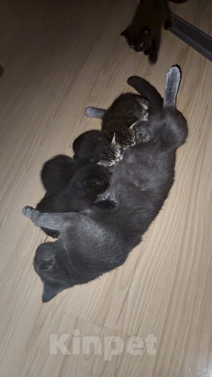 Кошки в Нижнем Тагиле: 🐱 Котята от Британской кошки 🐱 Мальчик, Бесплатно - фото 10