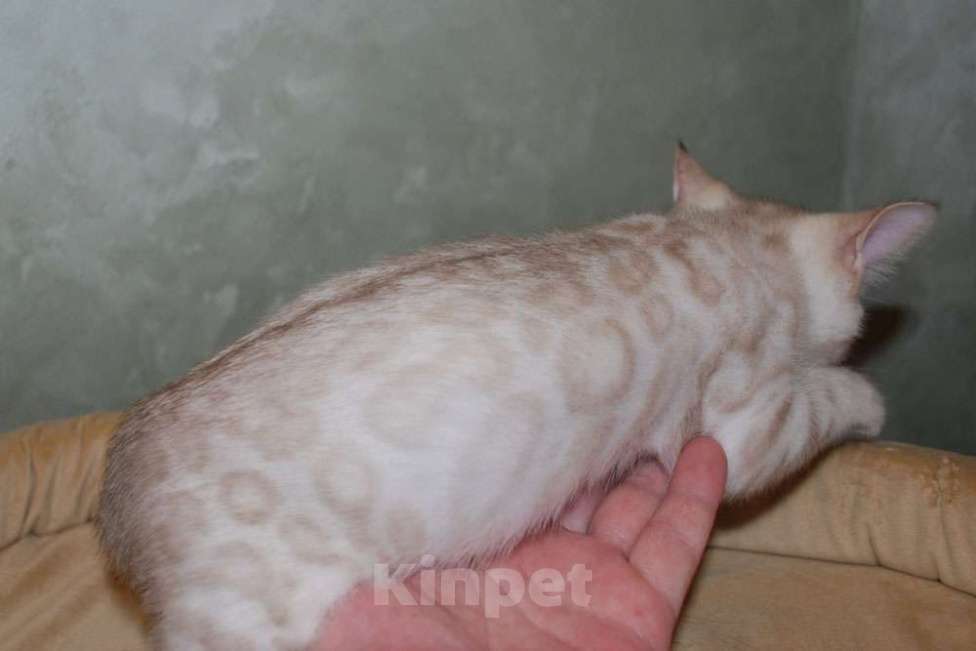 Кошки в Москве: Бенгальские котята снежного окраса Мальчик, 50 000 руб. - фото 5