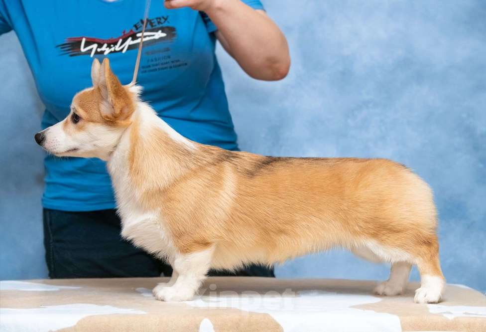 Собаки в Москве: Пемброк бобтейл Девочка, 100 000 руб. - фото 5