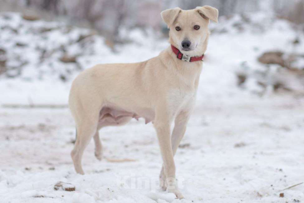 Собаки в Москве: Принцесса Бэлла ищет дом, 2 года Девочка, 1 руб. - фото 2