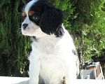 Собаки в Сочи: щенки Кавалер Кинг Чарльз Спаниель Девочка, Бесплатно - фото 5