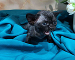 Кошки в Горячем Ключе: Котенок Девон Рекс черная девочка Девочка, 70 000 руб. - фото 3