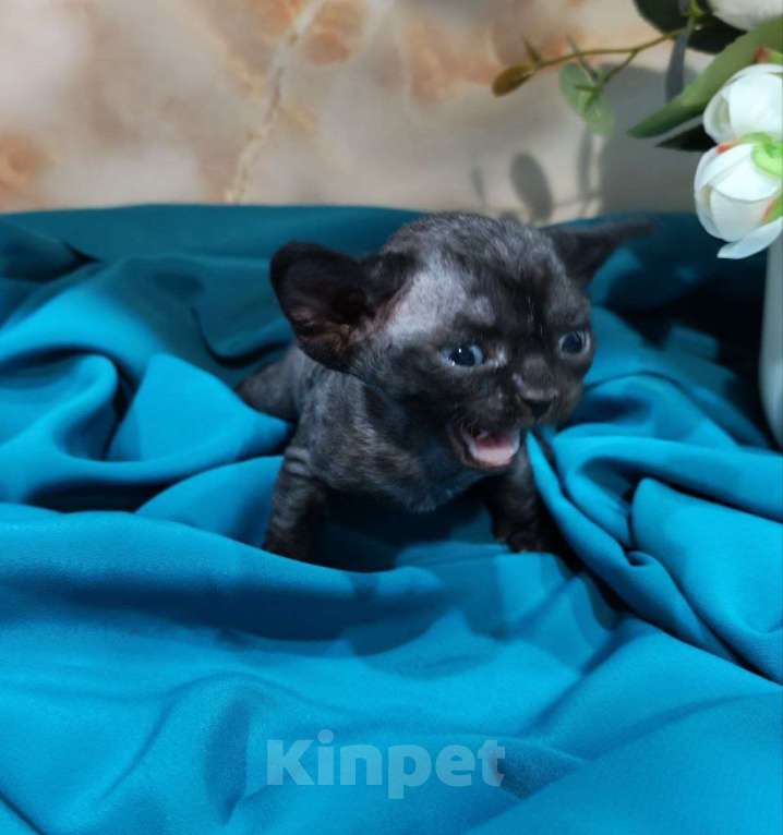 Кошки в Горячем Ключе: Котенок Девон Рекс черная девочка Девочка, 70 000 руб. - фото 3