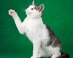 Кошки в Люберцах: Замурррчательный котенок по имени Мичико ищет своих хозяев! Мальчик, 1 руб. - фото 7
