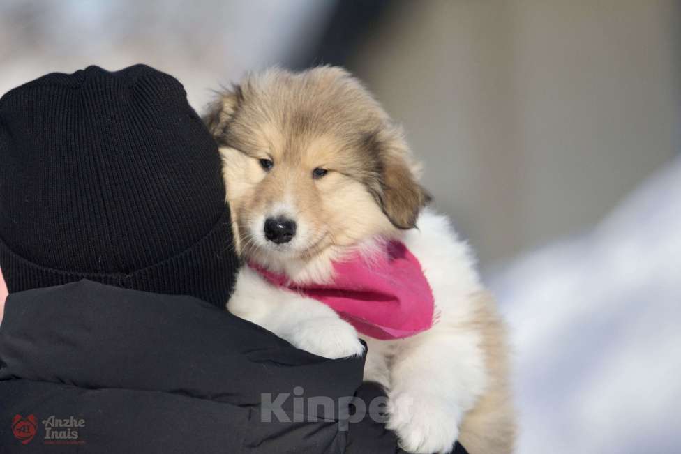 Собаки в Челябинске: Рыжий мальчик колли  Мальчик, Бесплатно - фото 4