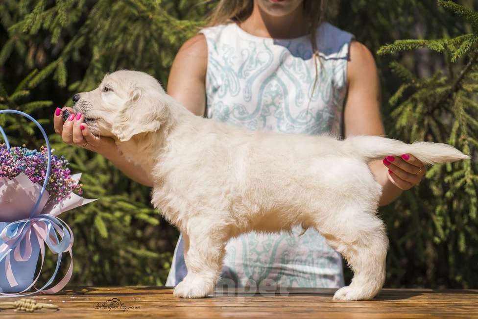 Собаки в Москве: Золотистый ретривер Мальчик, 70 000 руб. - фото 3