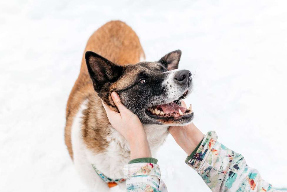 Собаки в Москве: Удивительная Рошель ищет дом Девочка, Бесплатно - фото 6