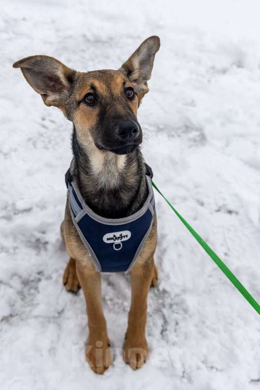 Собаки в Москве: Отдам щенка в добрые руки Девочка, Бесплатно - фото 6