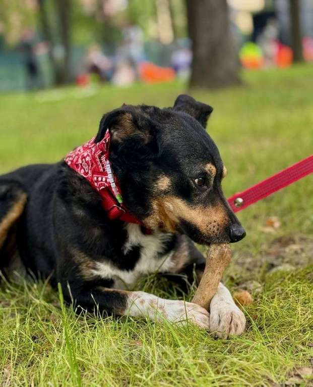 Собаки в Москве: Трёхцветное счастье ищет дом! Мальчик, Бесплатно - фото 7