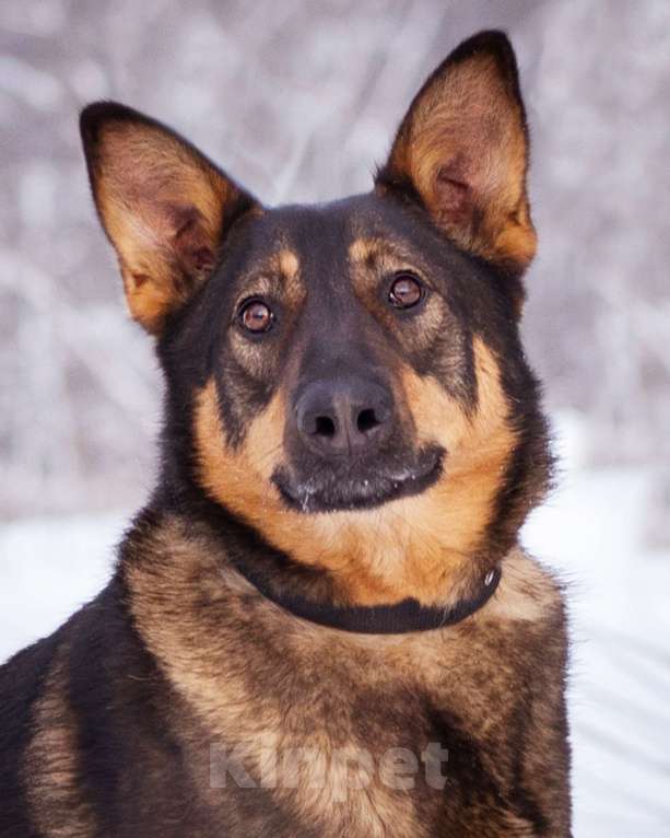 Собаки в Москве: Метис овчарки ищет дом Девочка, Бесплатно - фото 1