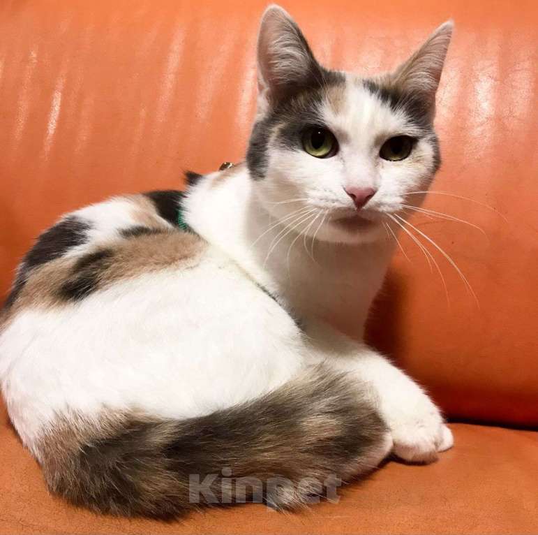 Кошки в Москве: Ласковая трехцветочка Вафелька мечтает стать любимой 🤍 Девочка, Бесплатно - фото 5