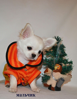 Щенки чихуахуа