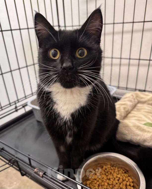 Кошки в Москве: Домашний котеночек в клетке. Семья, где же вы?  Девочка, Бесплатно - фото 2