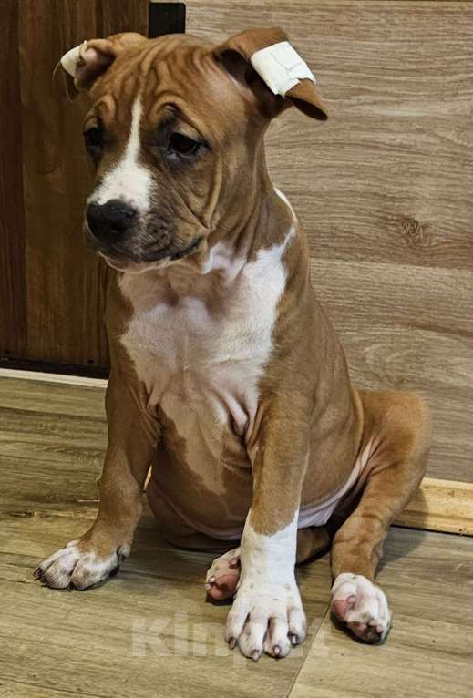 Собаки в Красногорске: Девочка   Девочка, 50 000 руб. - фото 1