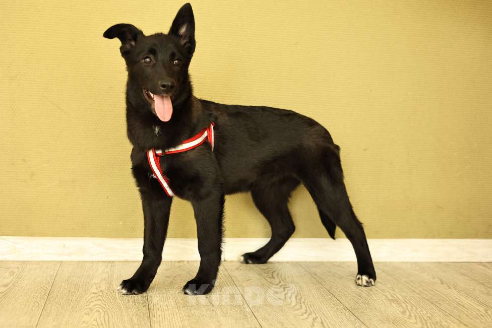 Собаки в Москве: Щенок в Москве бесплатно Девочка, Бесплатно - фото 6