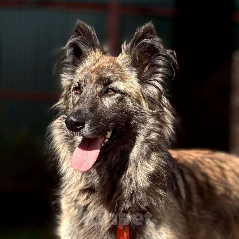 Собаки в Москве: Пушистая красавица собака Дюша в добрые руки Девочка, 1 руб. - фото 5