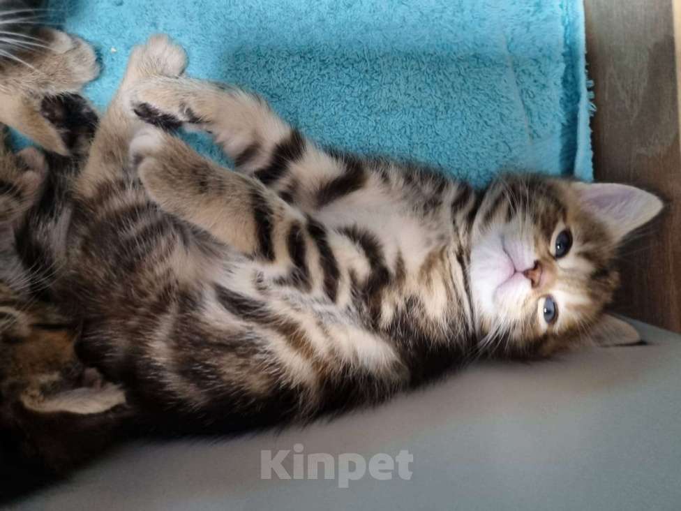 Кошки в других городах Московской области: Котята шотландские  Мальчик, Бесплатно - фото 4