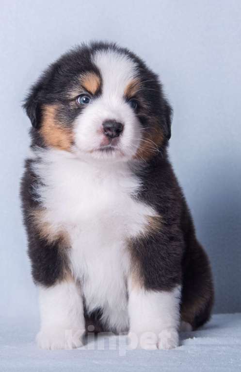 Собаки в Москве: Щенок миниатюрной американской овчарки Мальчик, Бесплатно - фото 2