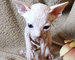 Кошки в Москве: Котёнок канадского сфинкса Мальчик, 35 000 руб. - фото 3