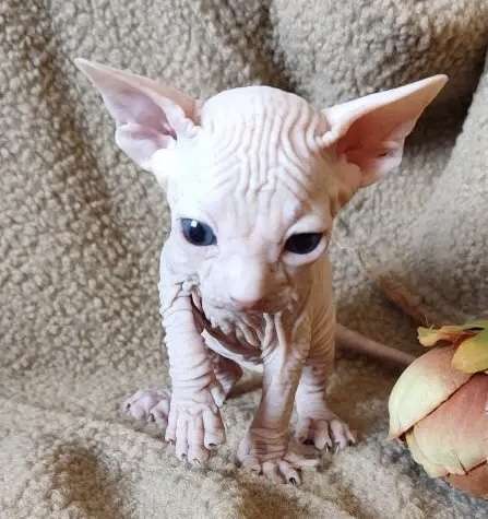 Кошки в Москве: Котёнок канадского сфинкса Мальчик, 35 000 руб. - фото 3