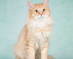 Кошки в Москве: Пушистый рыжий котенок Эфир в добрые руки Мальчик, 1 руб. - фото 1