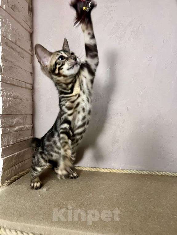 Кошки в Нижнем Новгороде: Котенок бенгальской кошки Девочка, Бесплатно - фото 6