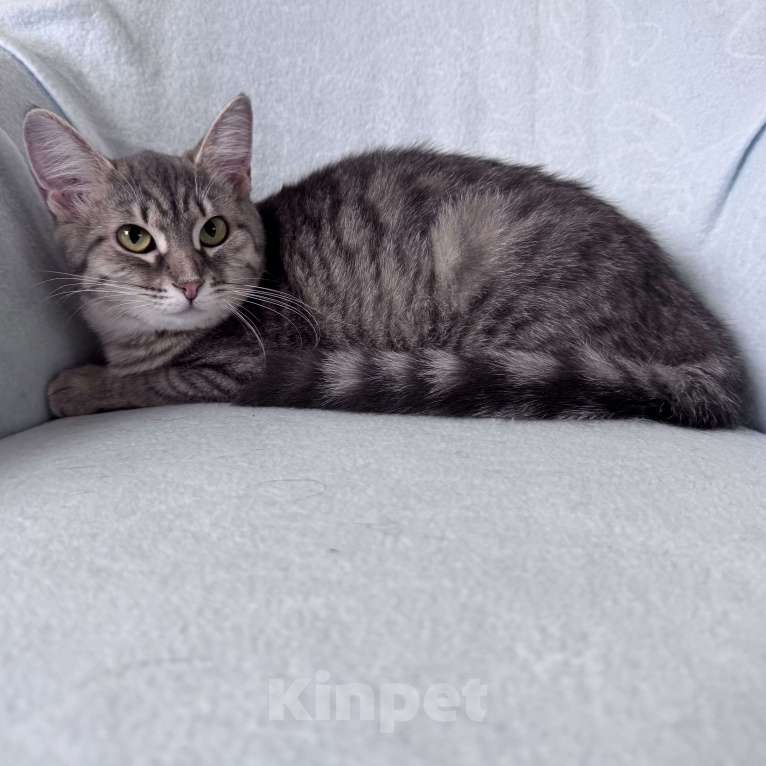 Кошки в Москве: Котенок окраса вискас Девочка, Бесплатно - фото 1