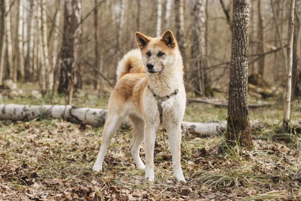 Собаки в Москве: Метис акиты-ину в добрые руки Девочка, Бесплатно - фото 4