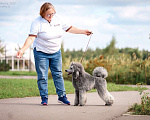 Собаки в Ярославле: Средний пудель серебро Мальчик, Бесплатно - фото 3