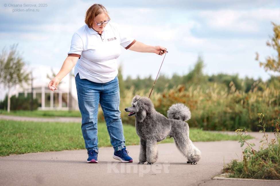 Собаки в Ярославле: Средний пудель серебро Мальчик, Бесплатно - фото 3