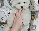Собаки в Москве: БИШОН ФРИЗЕ девочка мини  Девочка, 79 990 руб. - фото 1