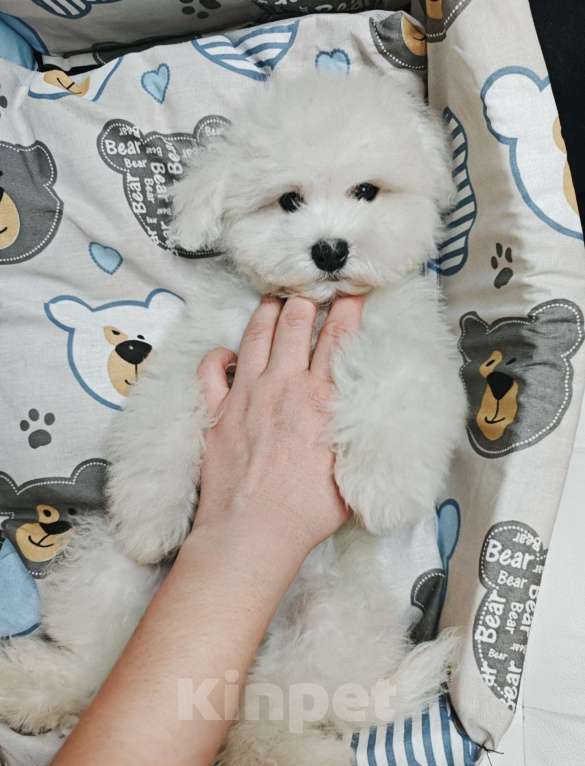 Собаки в Москве: БИШОН ФРИЗЕ девочка мини  Девочка, 79 990 руб. - фото 1