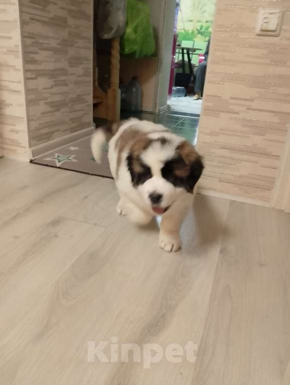 Собаки в Нижнем Тагиле: Щенок Московской сторожевой  Мальчик, 20 000 руб. - фото 8