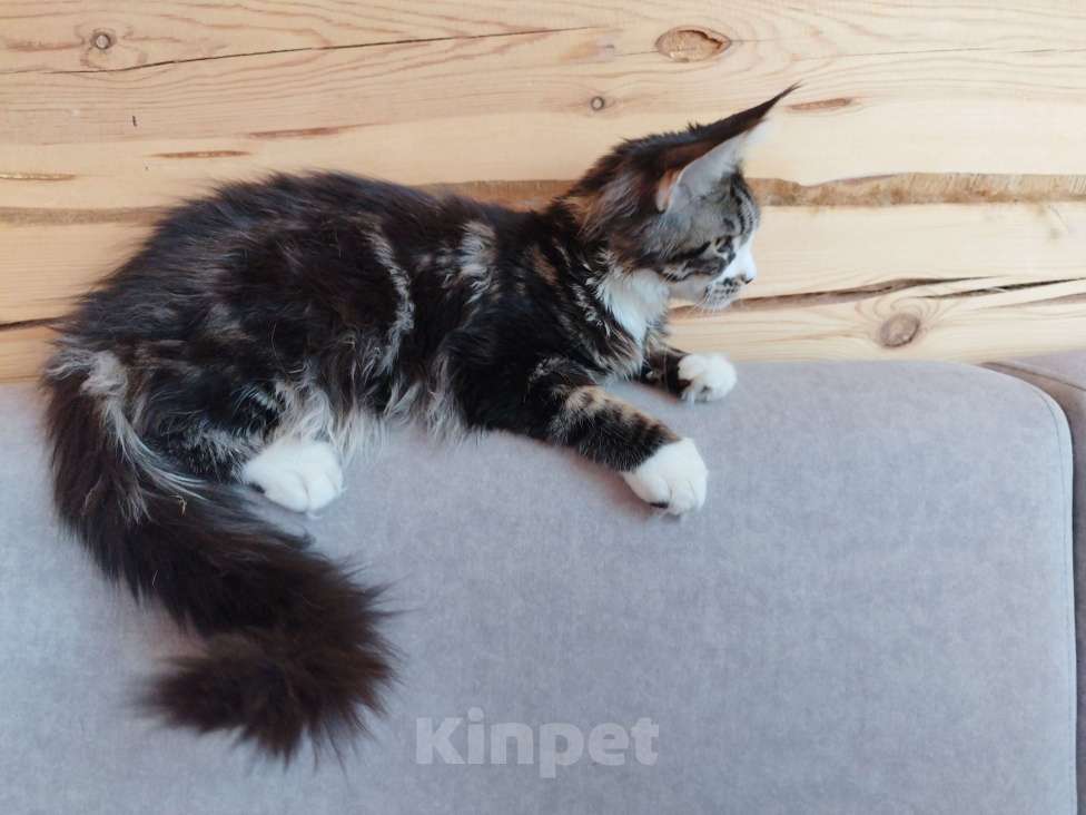 Кошки в Чите: Продается котенок мейнкун Девочка, 35 000 руб. - фото 7