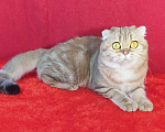 Кошки в Москве: в добрые руки золотая мраморная кошка Девочка, Бесплатно - фото 3