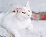 Кошки в Калининграде: Бело-рыжий котик Персик в дар Мальчик, Бесплатно - фото 2