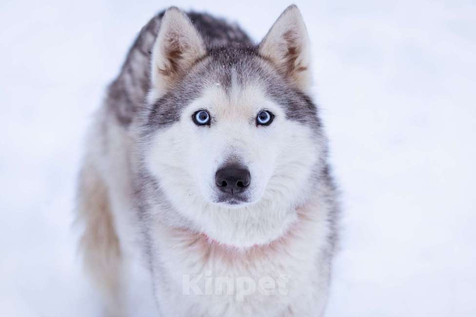 Собаки в Москве: Арья Девочка, Бесплатно - фото 2