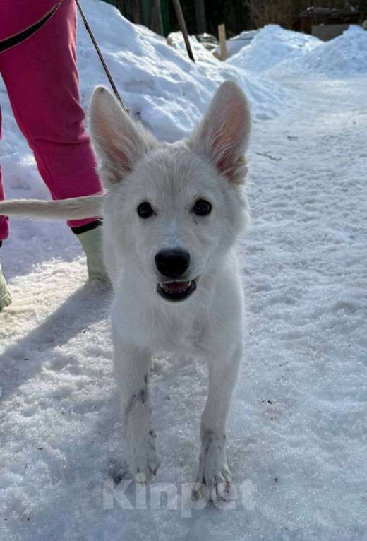 Собаки в Красногорске: Малышка Николь 3,5 месяца в добрые руки Девочка, Бесплатно - фото 3