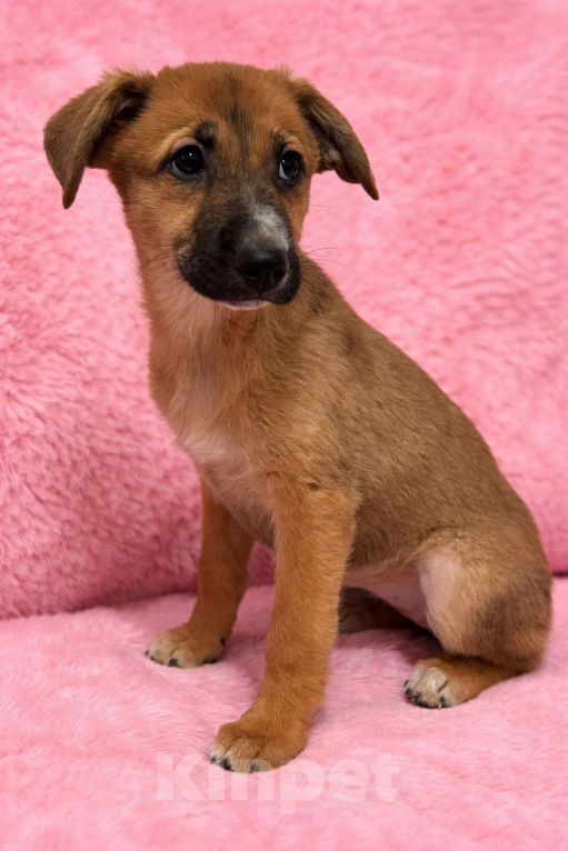 Собаки в Москве: Минди щенок девочка ищет дом Девочка, Бесплатно - фото 3