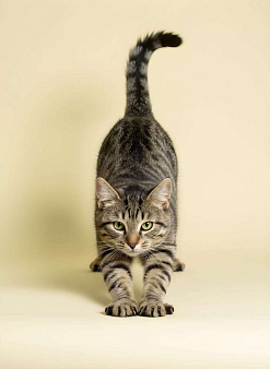 Котенок Маруся 5 месяцев ищет дом