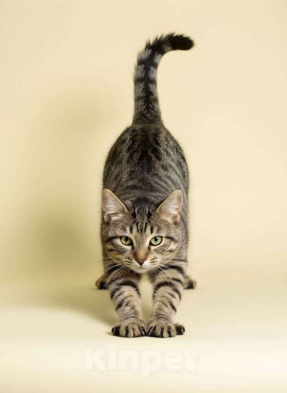 Кошки в Красногорске: Котенок Маруся 5 месяцев ищет дом Девочка, Бесплатно - фото 1