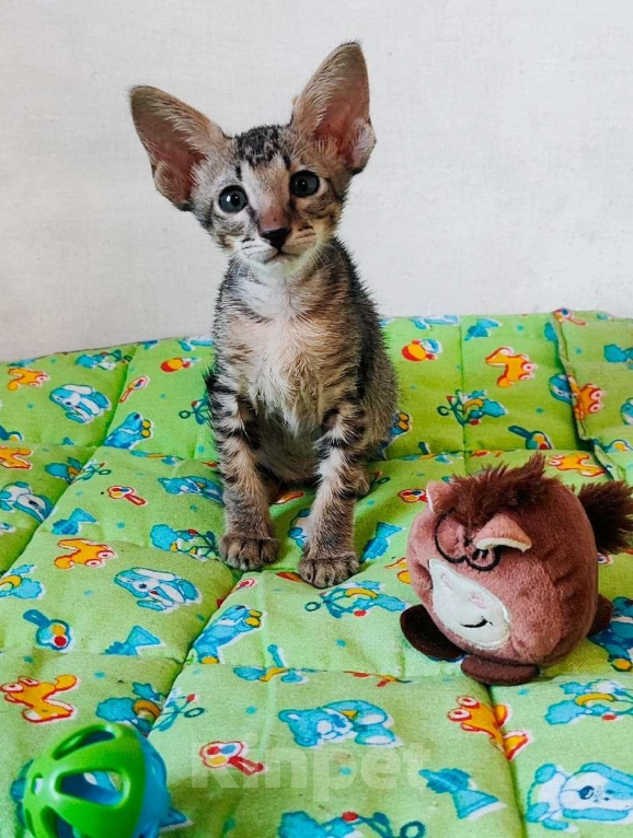 Кошки в Новосибирске: Петерболд Вариетта Мальчик, 30 000 руб. - фото 5