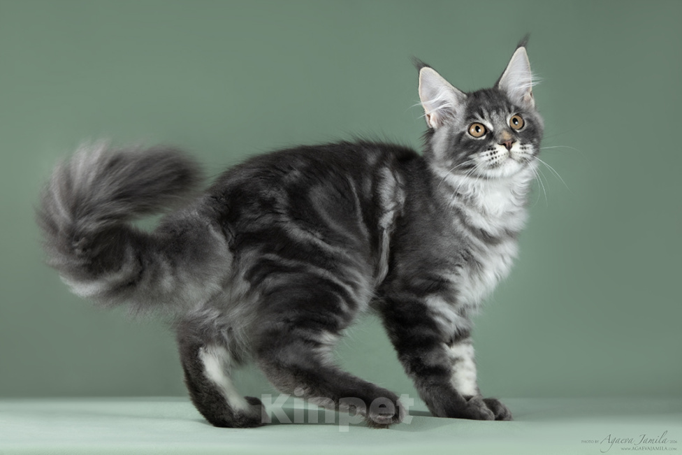 Кошки в Видном: Котенок мейн-кун - настоящее чудо с кисточками! Мальчик, 50 000 руб. - фото 8