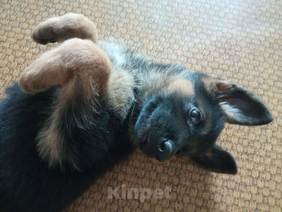 Собаки в Первоуральске: Продам щенка немецкой овчарки Девочка, 9 000 руб. - фото 4