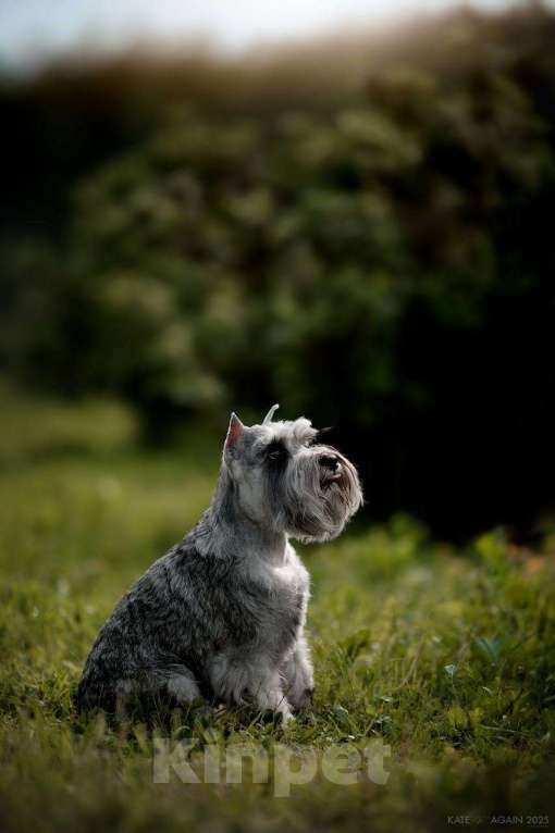 Собаки в Воронеже: Щенки цвергшнауцера перец с солью Разнополые, 70 000 руб. - фото 4