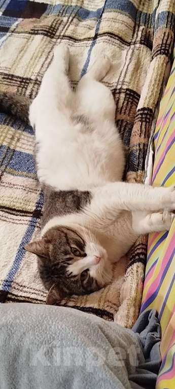 Кошки в других городах Московской области: Потерялся кот Мальчик, Бесплатно - фото 4